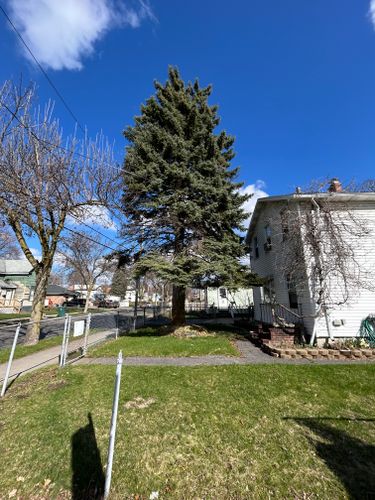  for S.H. Tree Service LLC in Hilton, NY