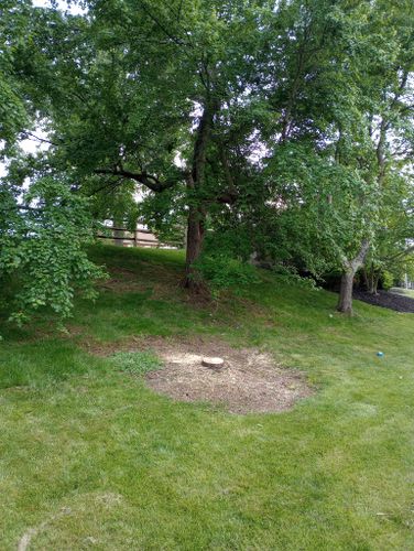 for Kingdom Tree Trimming and Removal LLC in Covington, KY