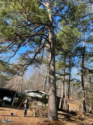 Tree Removal for Rosales Landscaping LLC in Lake Gaston, North Carolina