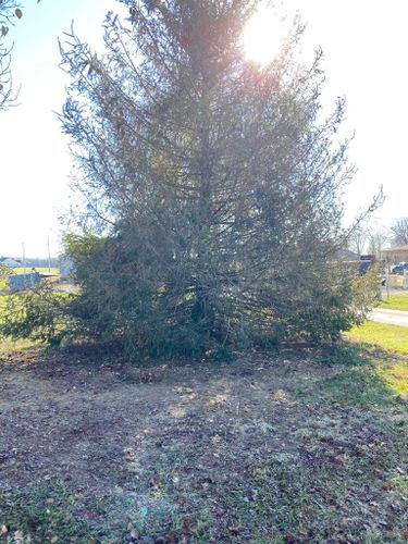 Tree Removal for Atwood’s Tree Care in Liberty,  KY