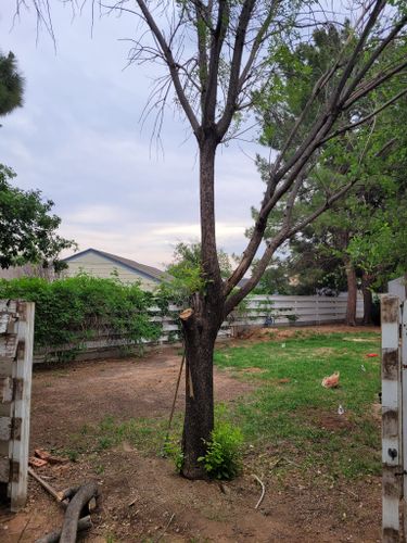 Tree Trimming for Lion In The Tree Trimming Service in Big Spring, TX