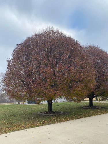 Fall and Spring Clean Up for Atwood’s Tree Care in Liberty,  KY