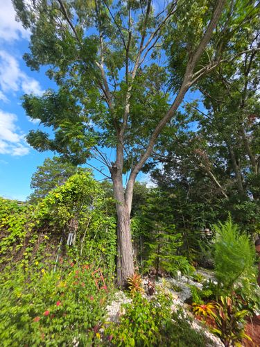 All Photos for Highlife Tree Care And Landscaping in Altamonte Springs, FL