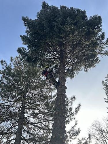 Tree Trimming for Stump Removal and Daughters in Aurora, CO