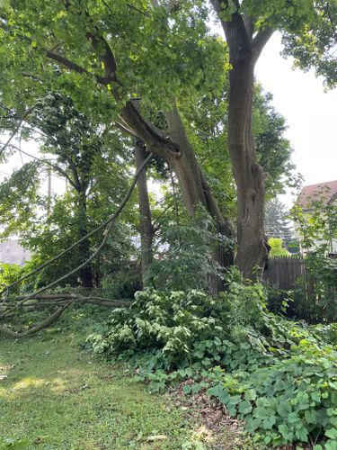 Tree Removal for Benjamin & Sons in Elmira, NY