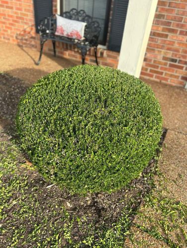 Shrub Trimming for MLC in Murfreesboro, TN