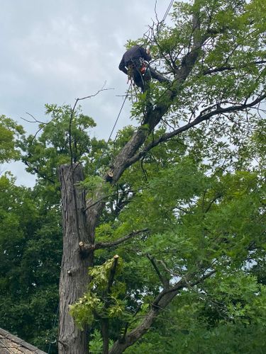 Tree Removal for Hunnicutt’s Tree Service L.L.C. in Monticello, IN