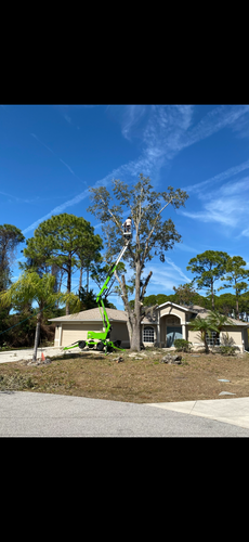 Tree Removal for MX Trees LLC in Englewood, FL