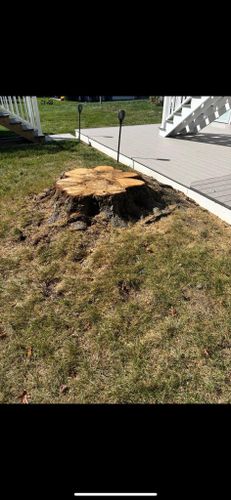 Stump Removal for Jills Stump Grinding and Firewood in Shelton, CT