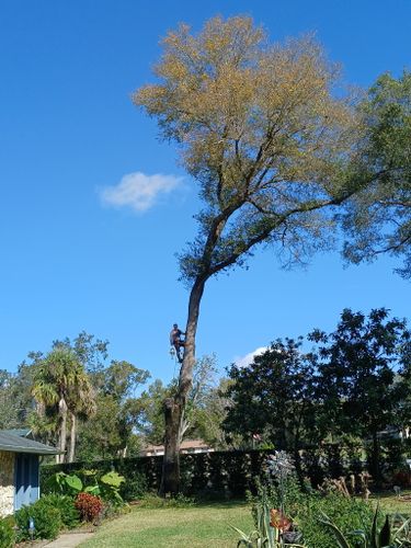 All Photos for A Southern Style Tree Service in Orlando, FL