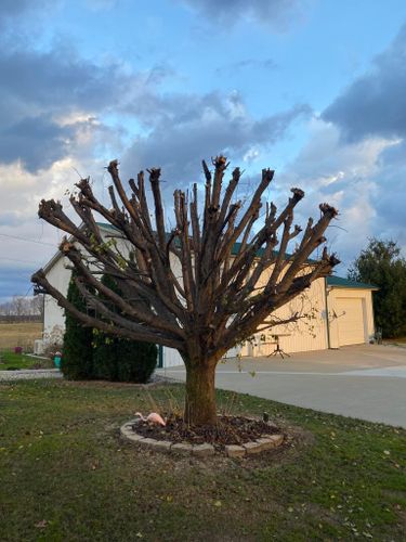 Tree Removal for Atwood’s Tree Care in Liberty,  KY