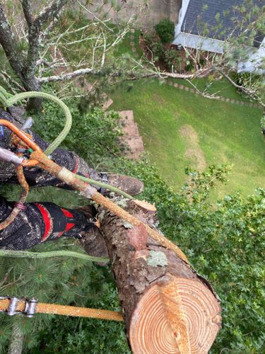 Tree Removal for Pinedown LLC in Cherokee County, GA