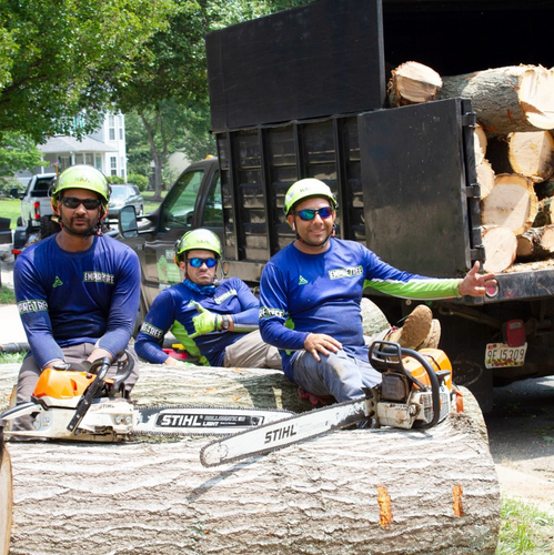 Tree Removal for Empire Tree Services in Mechanicsville, MD