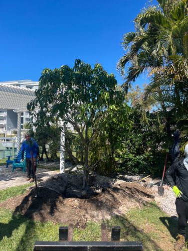 Tree Trimming for Busy Beaver Stump Removal, Inc in Clearwater, FL