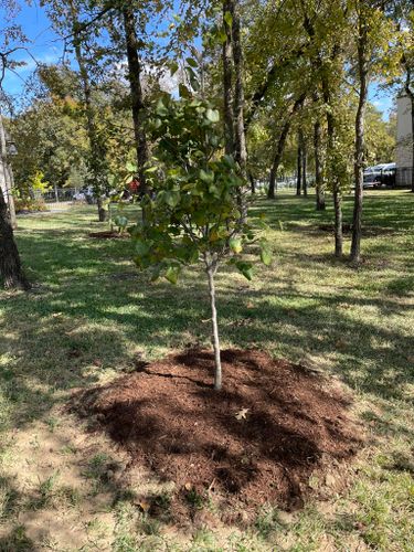 All Photos for Arbor Max Solutions in Gun Barrel City, TX