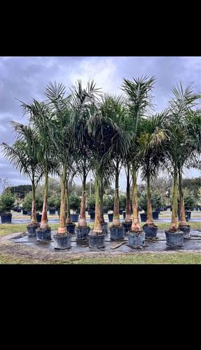 Tree Planting & Landscape Services for TREE BOYS in Ruskin, FL
