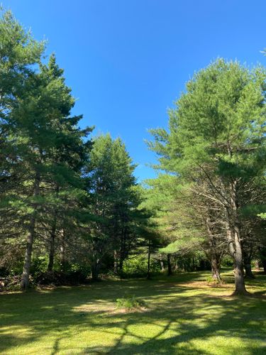 Tree Removal for Bear Creek Tree Service LLC in Rudyard, MI