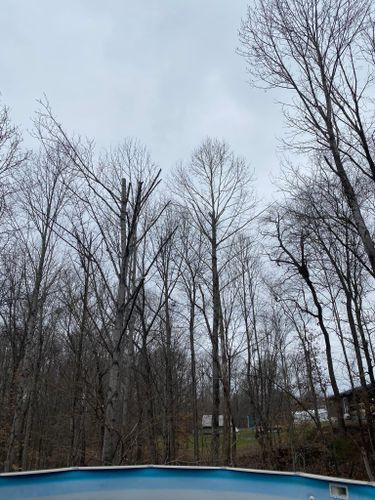 Tree Removal for Atwood’s Tree Care in Liberty,  KY