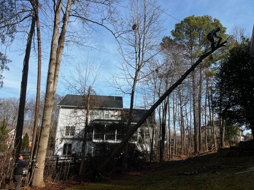 Tree Removal for DIAZ TREE in Stafford, VA