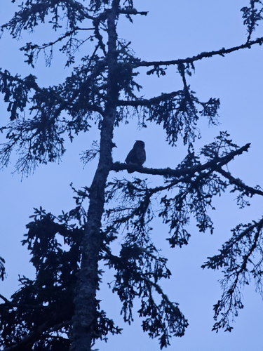 Tree Removal for Trio Tree Services in Ocean Park, WA