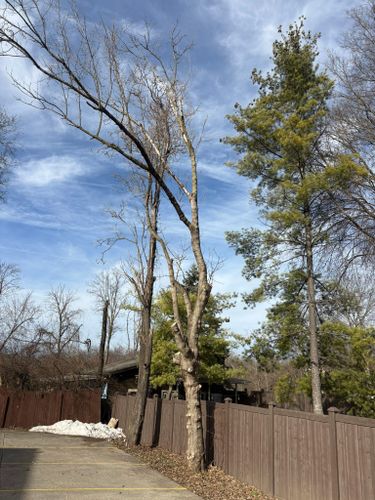  for Dig-It Tree Company in Mason, OH