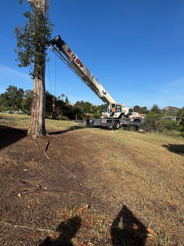 Tree Services for The Tree Fairy in Julian, CA