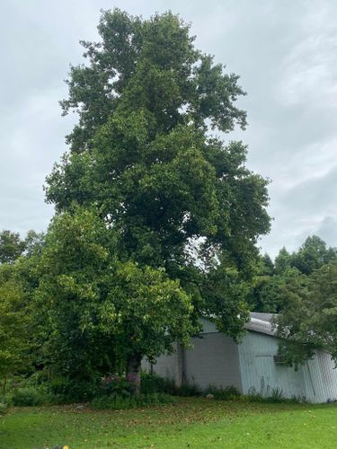 Fall and Spring Clean Up for Atwood’s Tree Care in Liberty,  KY