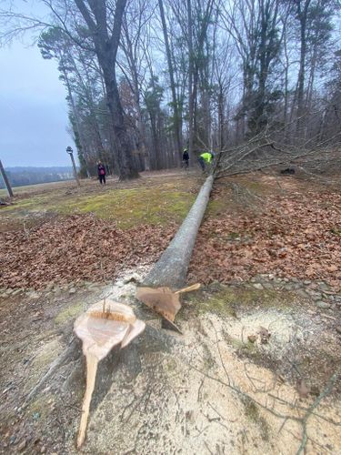  for Diversified Tree Company in Trinity, NC