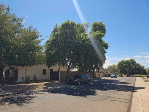 Tree Removal for T's Tree Service and Firewood in Apache Junction, AZ