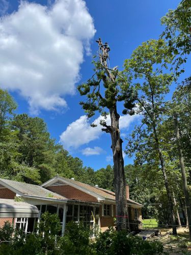 Tree Removal for Rosales Landscaping LLC in Lake Gaston, North Carolina