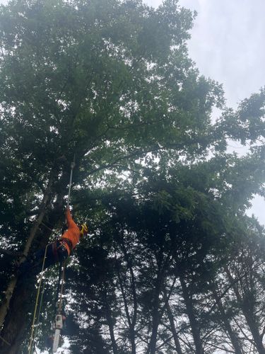  for Ricky's Tree Service & Property Care in Orange, VA