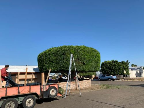 All Photos for Oliver L. Palm & Tree services in Yuma, AZ