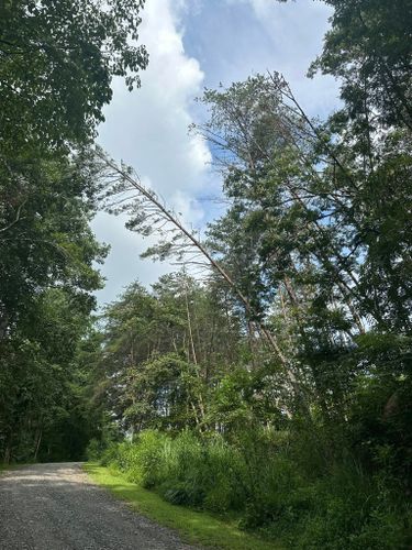 All Photos for Ramirez Tree Care in Elkin, NC