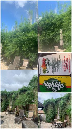 All Photos for Highlife Tree Care And Landscaping in Altamonte Springs, FL