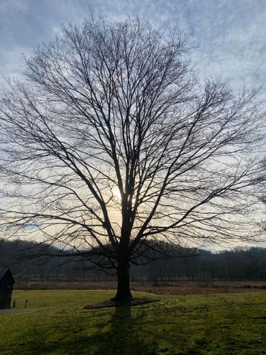 Fall and Spring Clean Up for Atwood’s Tree Care in Liberty,  KY