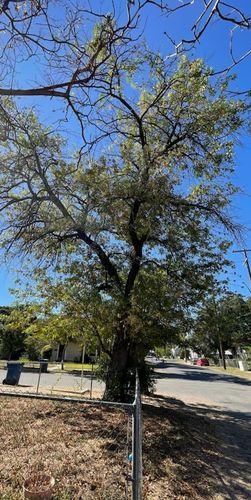  for Neighborhood Lawn Care and Tree Service  in San Antonio, TX