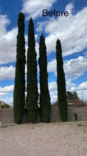 Tree Pruning for By Faith Landscaping in Sierra Vista, AZ