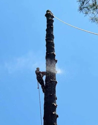 All Photos for Blue Ribbon Tree Service in Gilford, NH