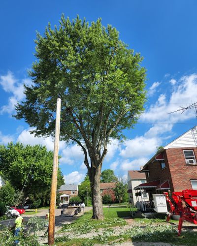 Tree Trimming for F & F Tree Service in Beavercreek, OH