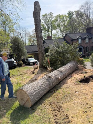 All Photos for ABC Tree Service in Dobson, NC