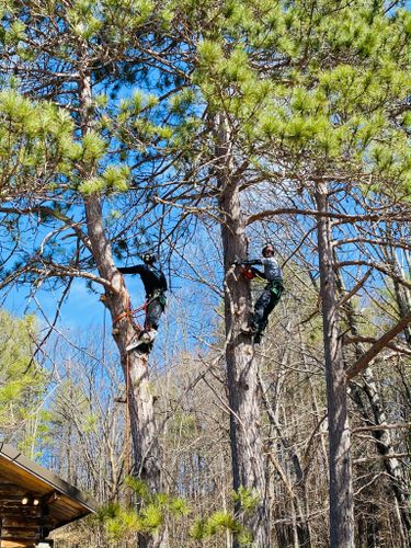 Tree Services for Blue Ribbon Tree Service in Gilford, NH