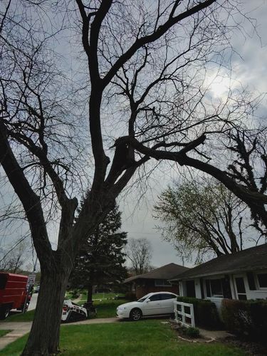 All Photos for Pro Tree Trim & Removal, Llc in Dayton, OH