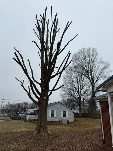 Tree Trimming for Down South Tree Care and Landscaping in Maiden, NC
