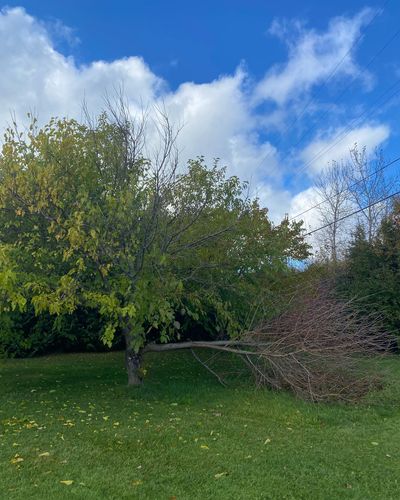 Tree Removal for Bear Creek Tree Service LLC in Rudyard, MI