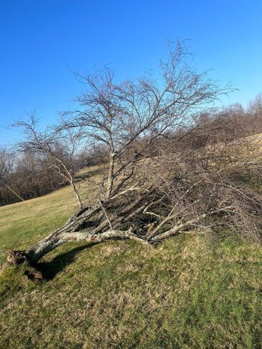 Fall and Spring Clean Up for Atwood’s Tree Care in Liberty,  KY