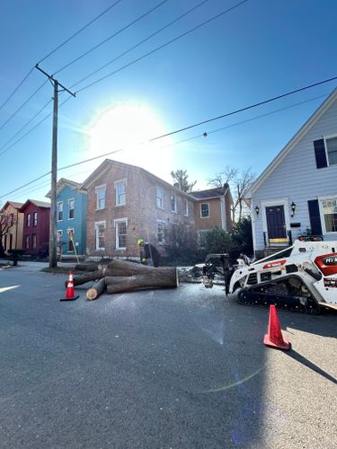 All Photos for Pro Tree Trim & Removal, Llc in Dayton, OH