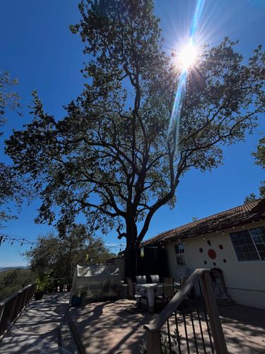 Tree Removal for A1 Junk & Tree Solutions, LLC in Paso Robles, CA