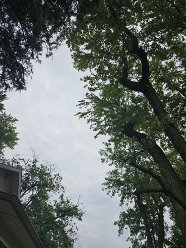 Tree Pruning & Trimming for Highborn Tree Service in Wheatfield, IN