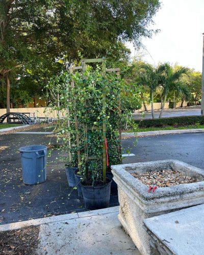 Tree Trimming and Removal for Rey Landscaping & Lawn service LLC in West Palm Beach,  FL