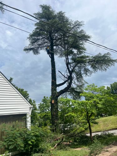  for Ricky's Tree Service & Property Care in Orange, VA